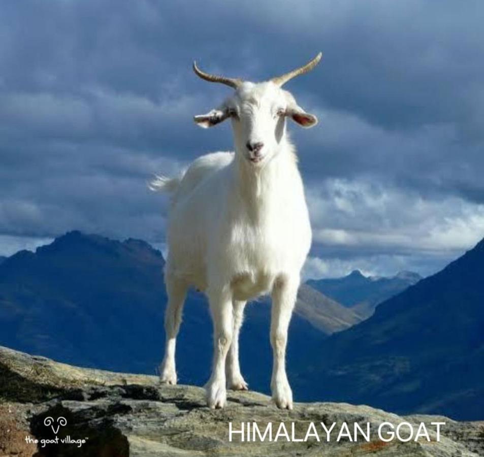 The Goat Village Myani Luaran gambar